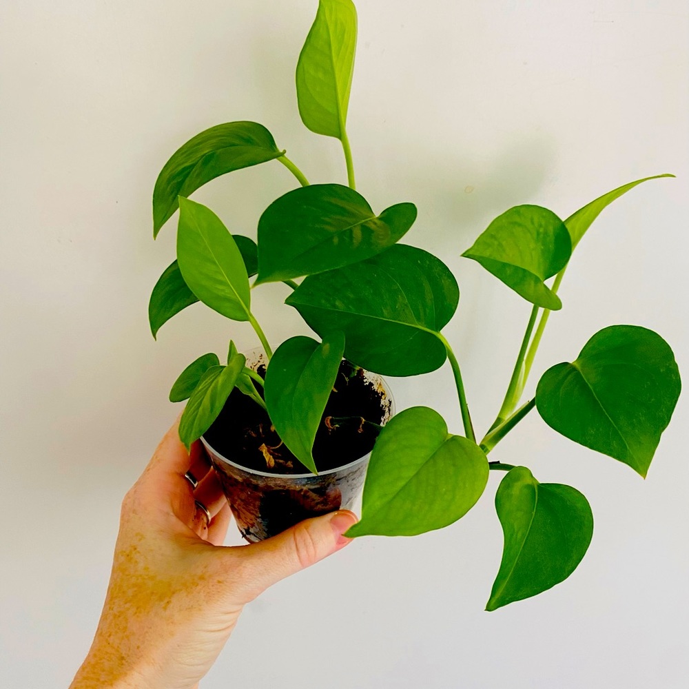Jade Pothos Plant